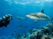 Why Shark Diving in Fiji Feels Different