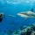 Why Shark Diving in Fiji Feels Different