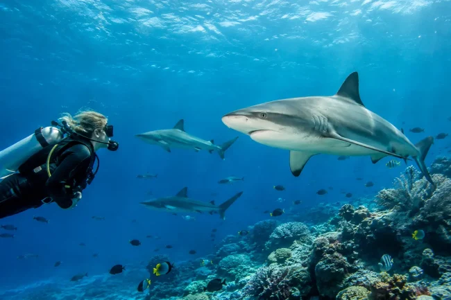 Why Shark Diving in Fiji Feels Different