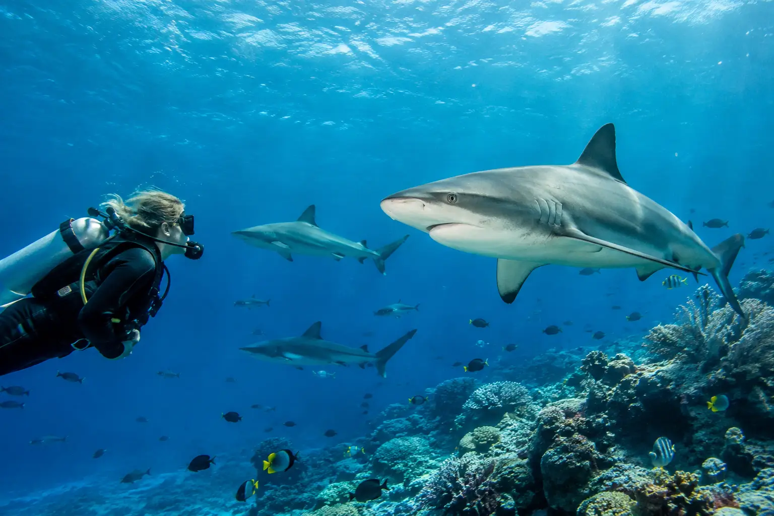 Why Shark Diving in Fiji Feels Different